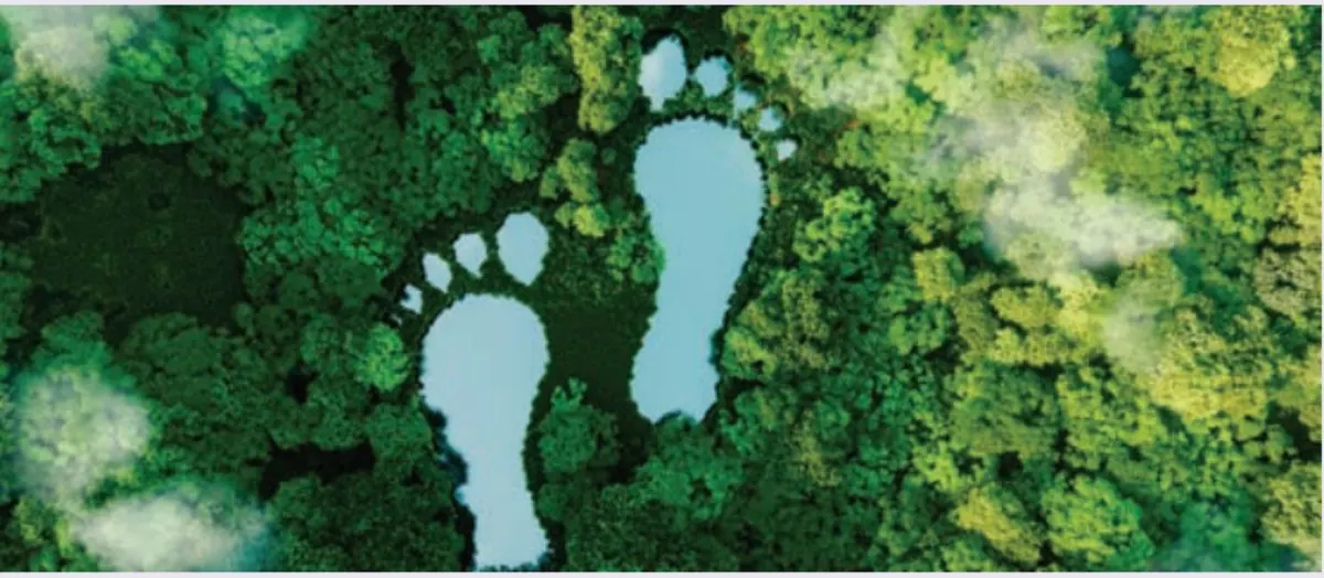 Footprints in a green forest, seen from above